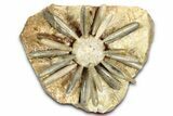 Jurassic Club Urchin (Asterocidaris) - Boulemane, Morocco #339391-1